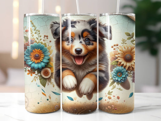 Tri Australian shepherd
